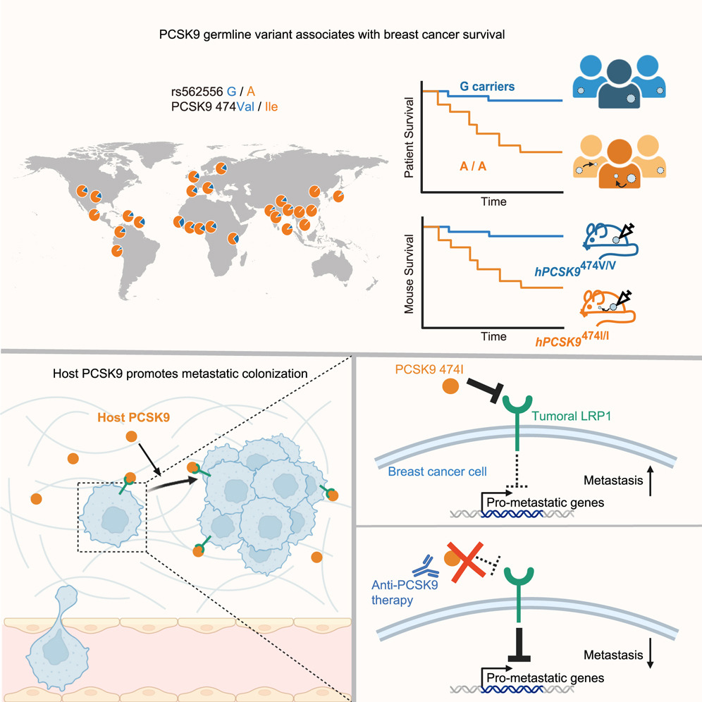 Graphical abstract