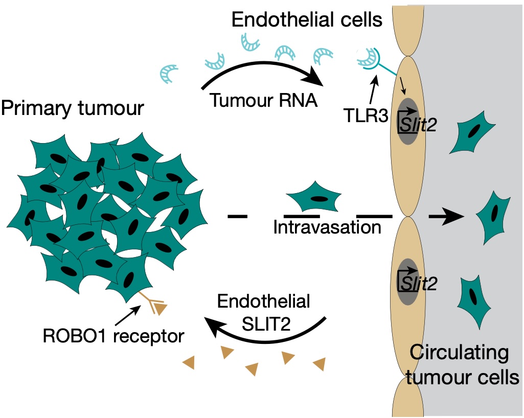 Graphical abstract